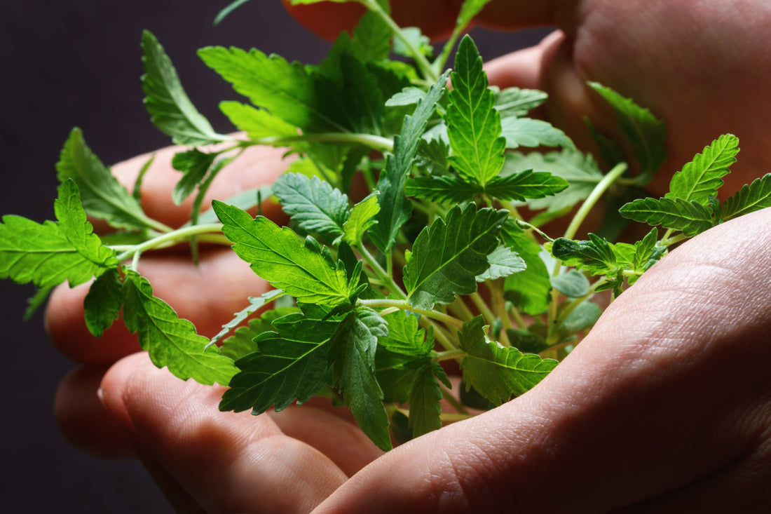 The Power of Mint: A Natural Solution for Your Face
